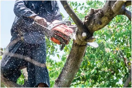 tree services Staunton